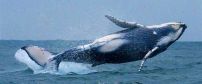 Whale Watching